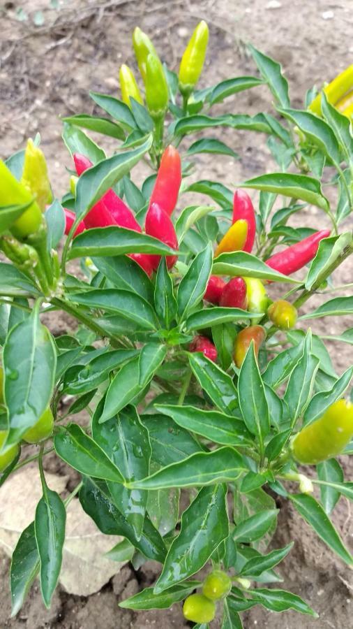 פיראן Apartma Marinka מראה חיצוני תמונה